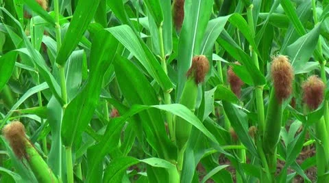 Farmland with corn in the Philippines Stock Footage 22333394