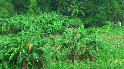 Farmland with corn in the Philippines Stock Footage 22333400