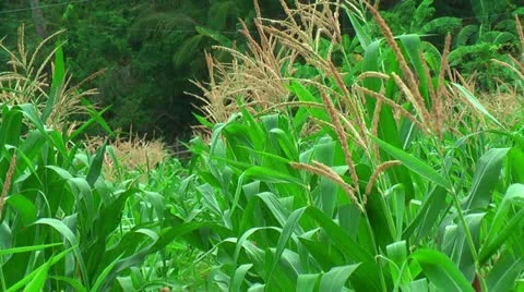 Farmland with corn in the Philippines Stock Footage 22333401