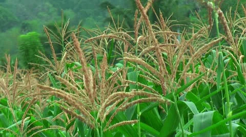 Farmland with corn in the Philippines Stock Footage 22333402