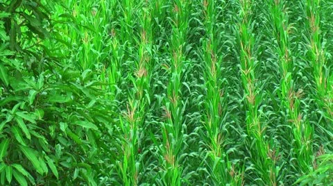 Farmland with corn in the Philippines Stock Footage 22333403