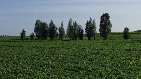 Farmland Crop Rows Horizon Soft Sidelight Fly Backward 4K HLG Stock Footage 344011569