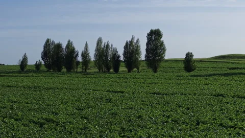 Farmland Crops Tree Line Rolling Hills Peaceful Push-in 4K HLG Stock Footage 344012570