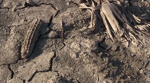 Farmland, drought withered corn Stock Footage 22843521
