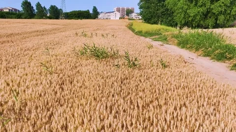 Farmland in Eastern China Stock Footage 312602099