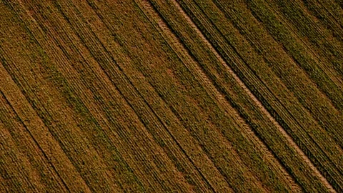 Farmland fields in even rows. View from above Stock Footage 144261788
