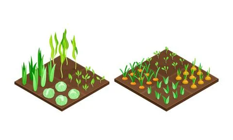Farmland fields set. Vegetables growing on bed isometric vector illustration Stock Illustration