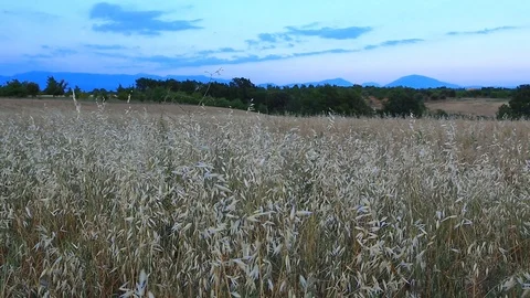Farmland Stock Footage 86291734