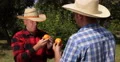 Farmland Gardeners Mandarin Orange Analyze Fruit Test Good Quality Presentation 4k or 4k+ Resolution