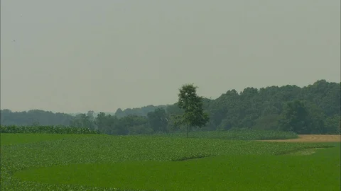 Farmland with lone tree Stock Footage 87908742