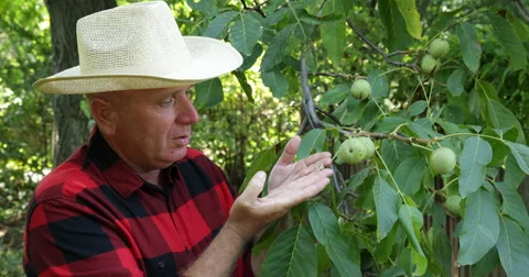 Farmland Nuts Tree Orchard Worker Playing with Caterpillar Hand Keep Millipede Stock Footage 61452850
