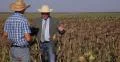Farmland Owners Partners Talking Sunflower Harvest Agriculture Industry Business 4k or 4k+ Resolution