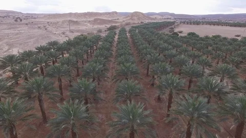 Farmland of palm trees Vídeos de archivo 72567907