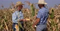 Farmland Partners Experienced Farmers Checking Corn Harvest Quality Product 4k or 4k+ Resolution