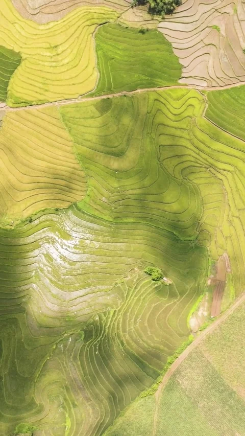 Farmland in the Philippines. Stock Footage 302607554