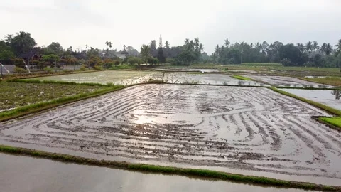 Farmland Plot and Green Fields with Traditional Minangkabau Rumah Gadang Stock Footage 347271705