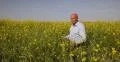 Farmland Producer Walk Colza Field Check Quality Rape Culture Analyze Crop Grow 4k or 4k+ Resolution