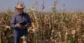 Farmland Reporter Corn Field Walk Speak Food Industry Agriculture TV Reportage 4k or 4k+ Resolution