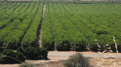 Farmland Rows Stock Footage 52280342