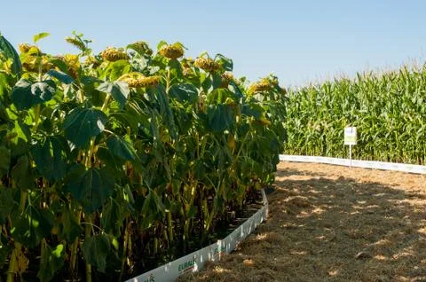 Farmland with two circular fields of crops: corn and sunflower Stock Photos