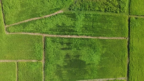 Farmland viewed from above 스톡 동영상 335025153
