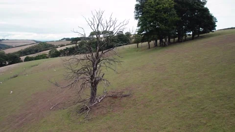 Farmlands and Fields from a drone, Devon, England, Europe Stock Footage 209378304
