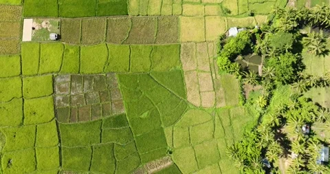 Farmlands and rice fields in Camiguin Island. Philippines. Stock Footage 246363476