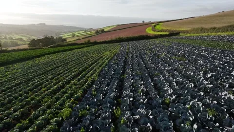 Farms and Fields at evening sun from a drone, Shaldon, Devon, England Stock-Footage 318659731
