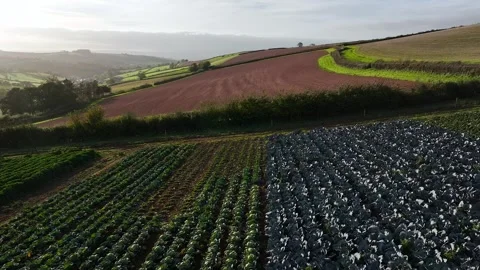 Farms and Fields at evening sun from a drone, Shaldon, Devon, England Stock-Footage 318659738