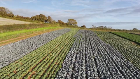 Farms and Fields at evening sun from a drone, Shaldon, Devon, England Stock-Footage 318659755