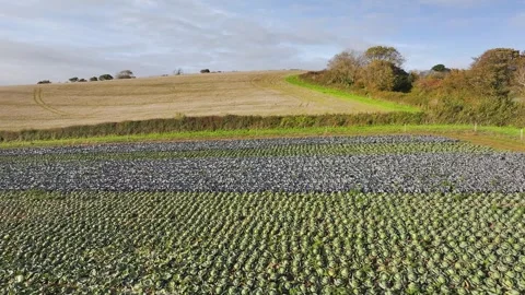 Farms and Fields at evening sun from a drone, Shaldon, Devon, England Stock-Footage 318659763