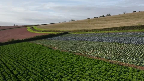 Farms and Fields at evening sun from a drone, Shaldon, Devon, England Stock-Footage 318659784