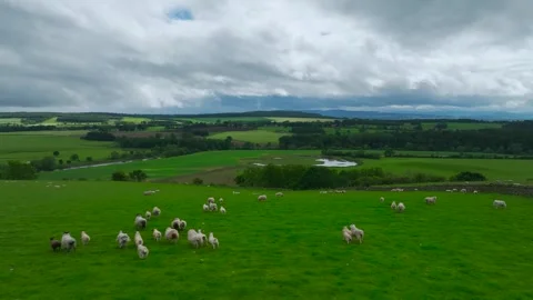 Farms and Fields over River Eden and River Eamont from a drone, Cumbria, England Vídeo Stock 277858568