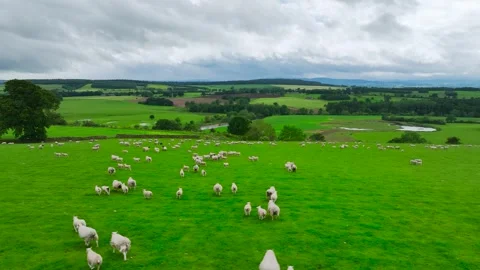 Farms and Fields over River Eden and River Eamont from a drone, Cumbria, England Vidéo 277858599