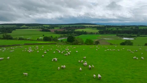Farms and Fields over River Eden and River Eamont from a drone, Cumbria, England Stock-Footage 277858600