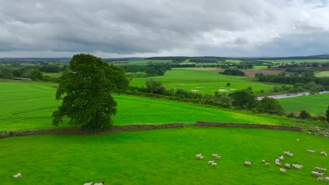 Farms and Fields over River Eden and River Eamont from a drone, Cumbria, England Stock Footage 277858607