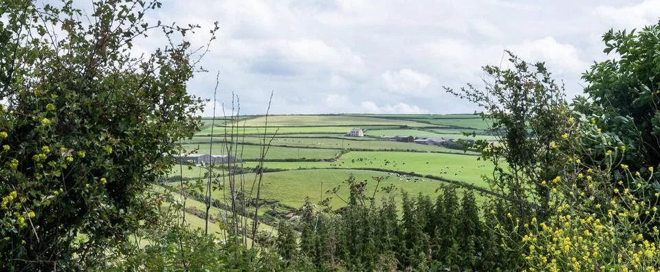 Farms with cows and patchwork landscape near cornish  fort isaac in england Fotos de archivo