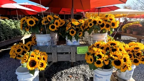 Farmstand Sunflowers 4K Stock Footage 220193568