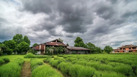 Farmstead and lavander field with cloudy sky Stock Footage 76731471