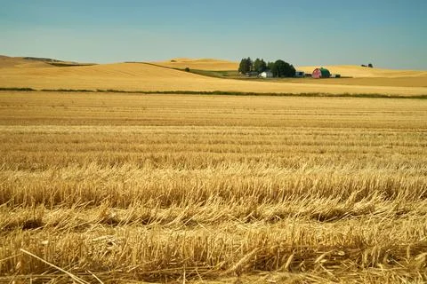 Farmstead in Cut Wheat Fields Fotos Stock