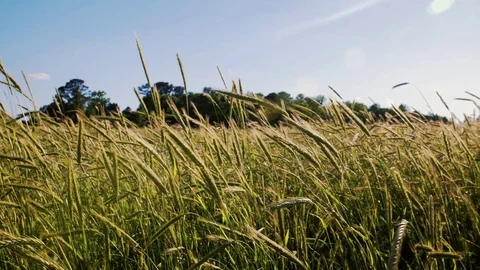 Farmstead grass field in slow motion Stock Footage 76119585
