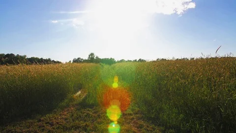 Farmstead grass field in slow motion 2 Stock Footage 76119712