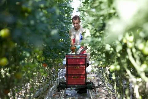 Farmworker picking tomatoes Stock Photos