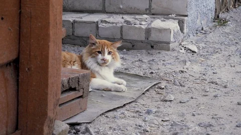 Farmyard ginger, red cute cat outdoor. Spring, summer yard. Village courtyard Video stock 106400940