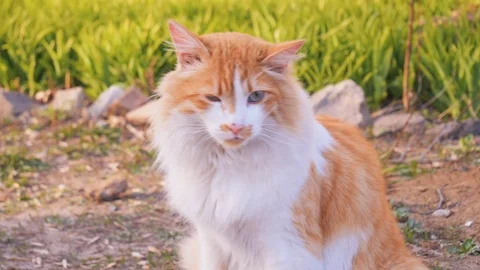Farmyard ginger, red cute march cat outdoor. Spring, summer yard. Stock Footage 106365845