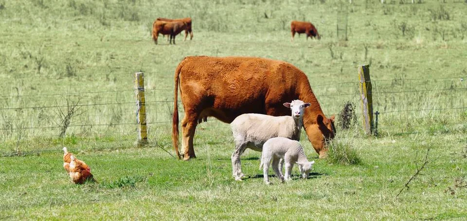 The farmyard Foto stock