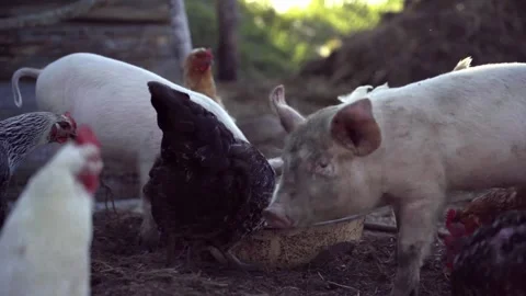 Farmyard with piglets and chickens 動画素材 295546684