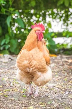 Farmyard rooster Stock Photos