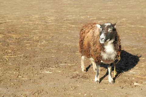 Farmyard sheep Stock Photos
