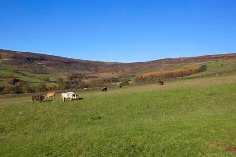 Farndale cows Stock Photos